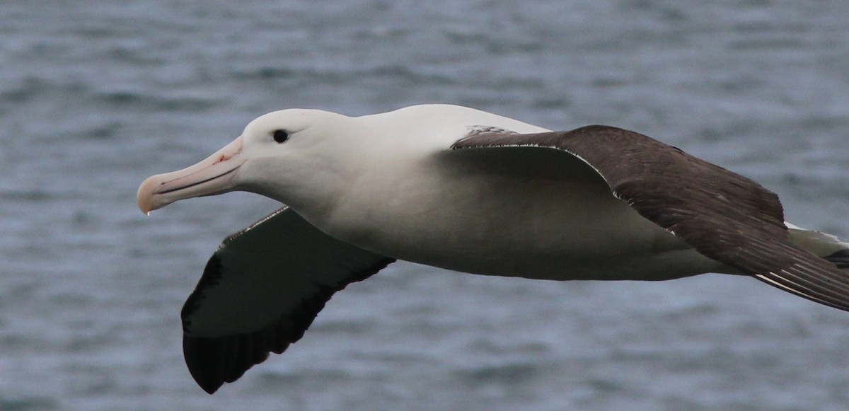 Northern Royal Albatross - Anonymous
