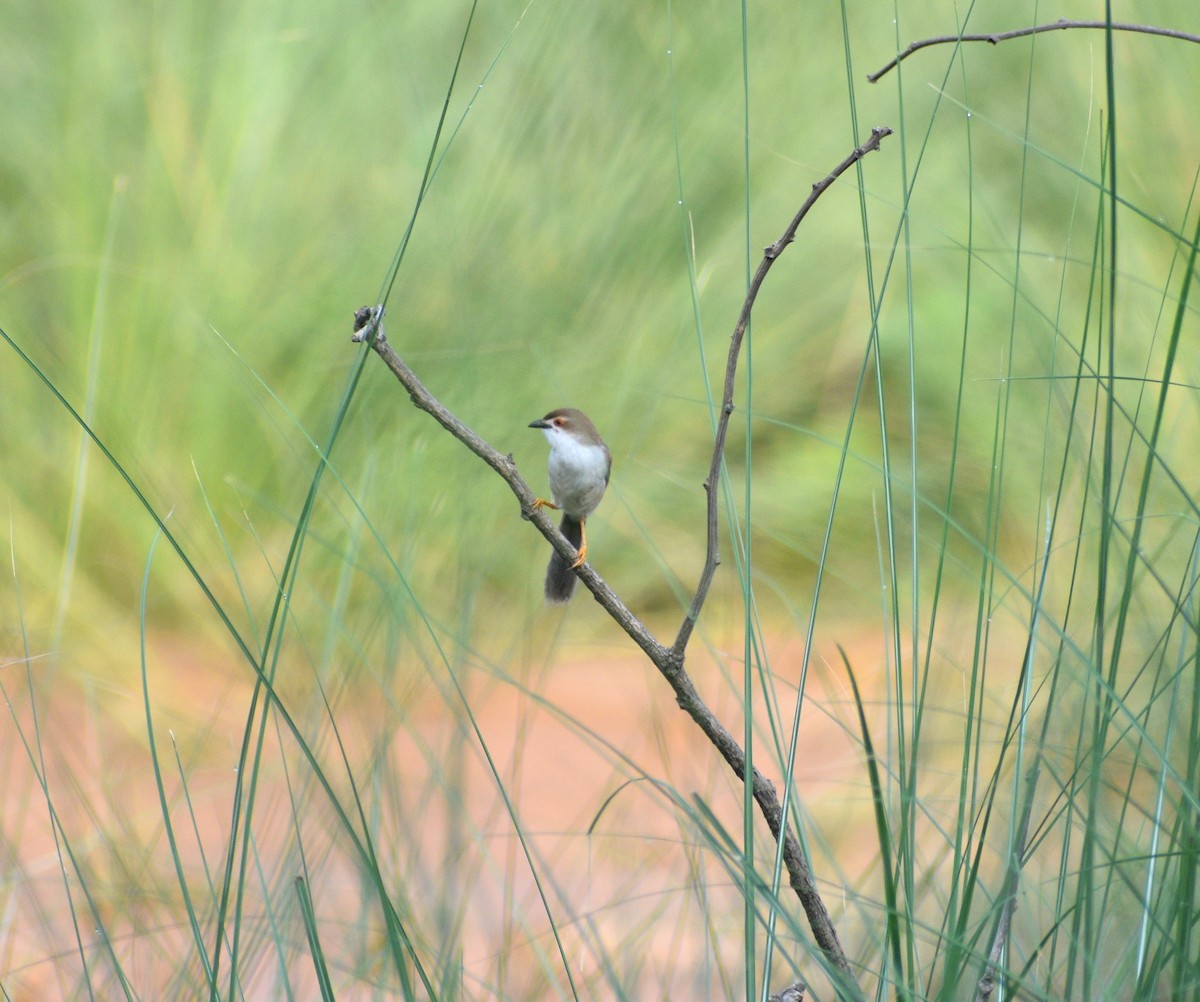 Ebird Checklist Jun Siswan Siswan Forest Species