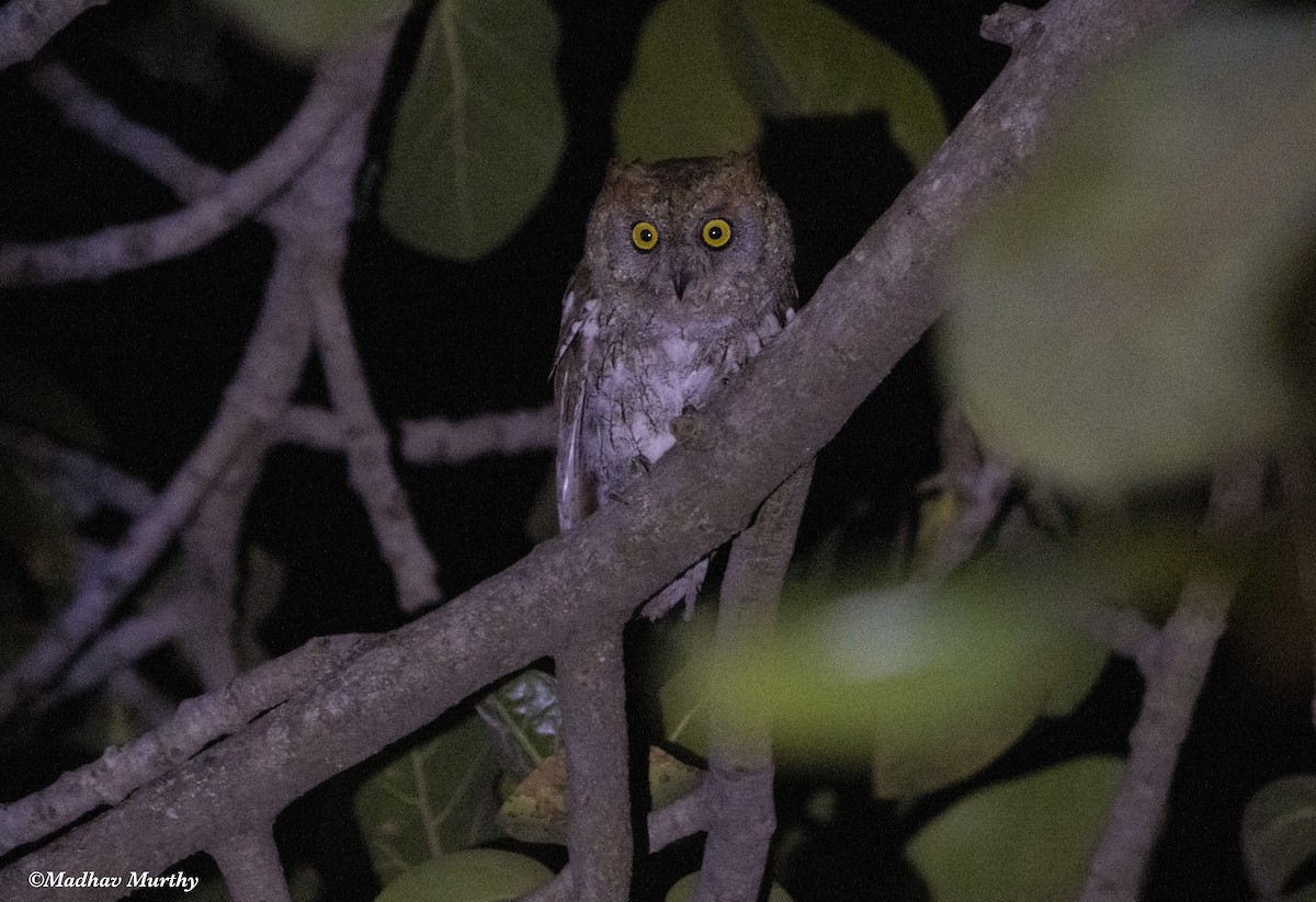 Oriental Scops-Owl - Madhav Murthy