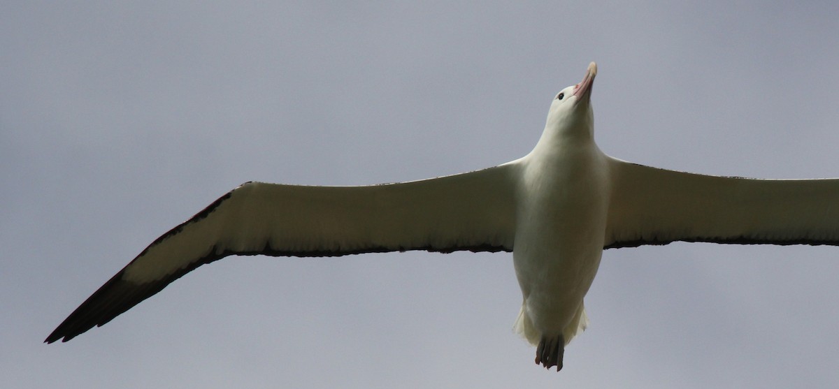 Northern Royal Albatross - Anonymous