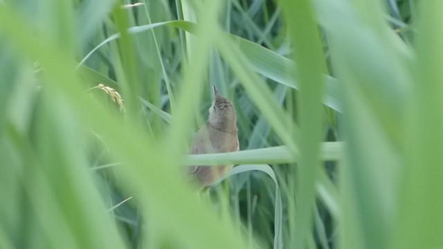 Blyth's Reed Warbler - ML349549031