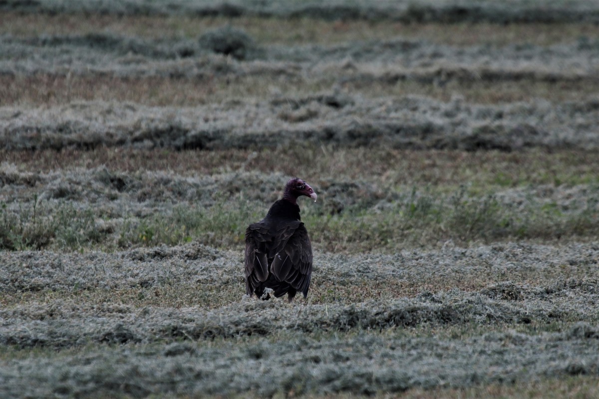 Turkey Vulture - Doug Kibbe