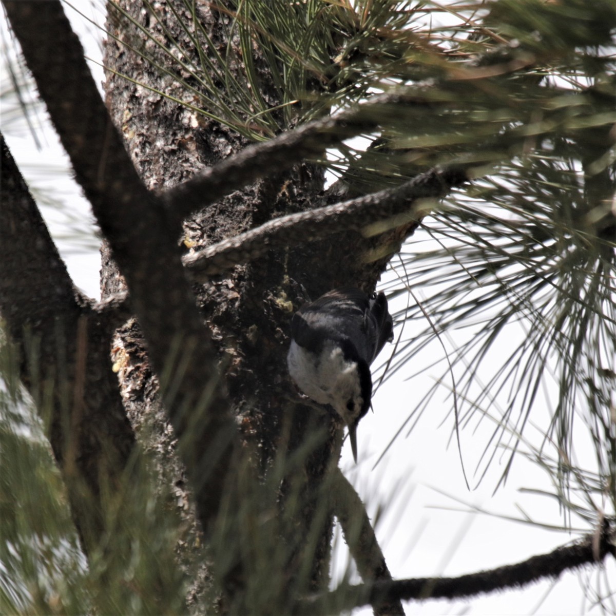 White-breasted Nuthatch (Interior West) - Doug Kibbe