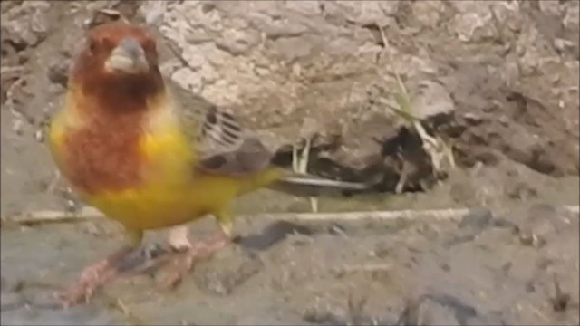 Red-headed Bunting - ML349559361