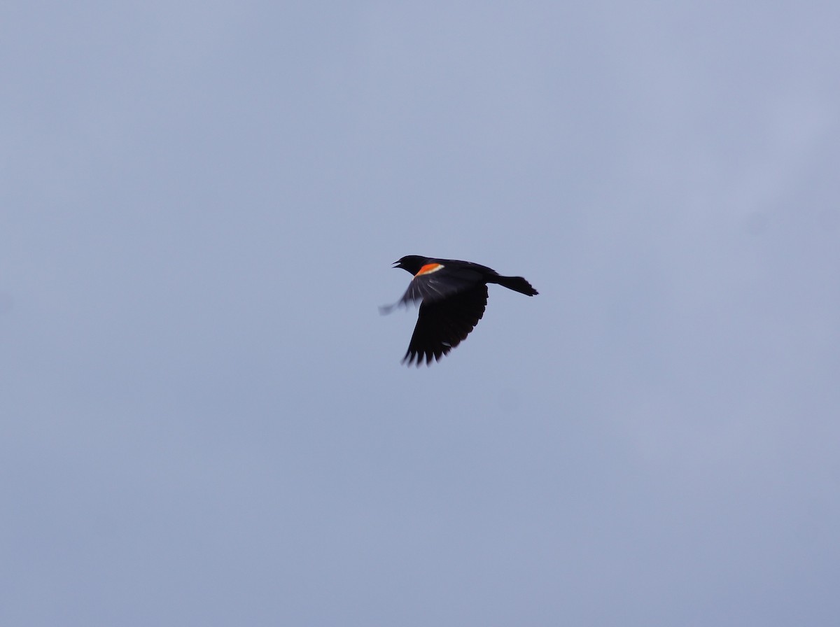 Red-winged Blackbird - Michael Ingles