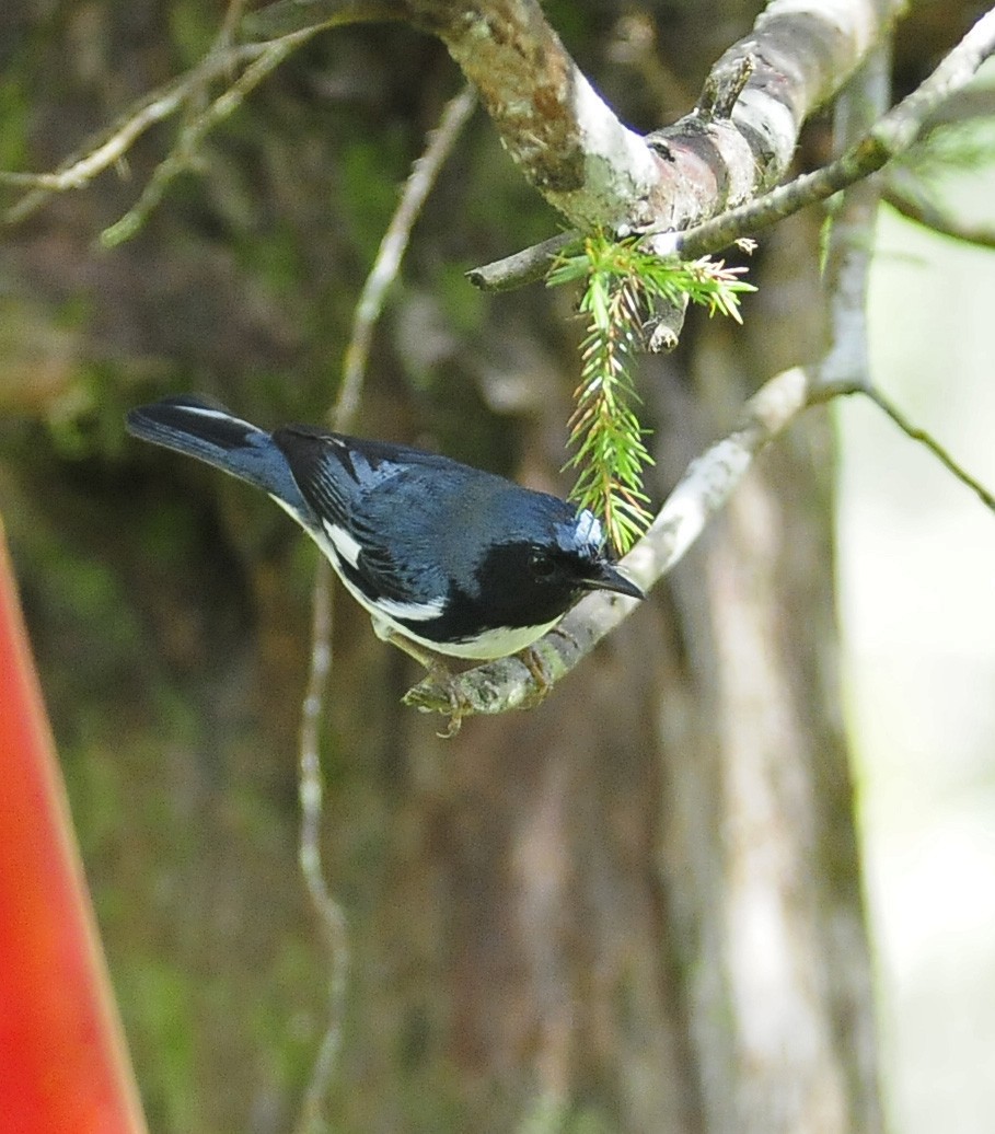 Black-throated Blue Warbler - Kurt Hennige
