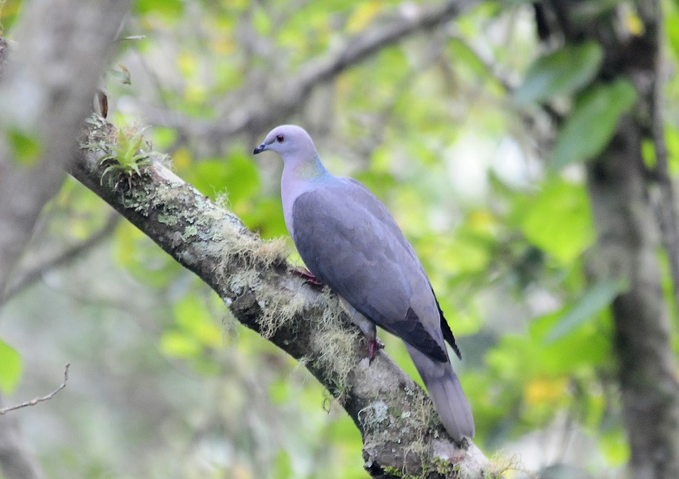 Pigeon de Jamaïque - ML34956891