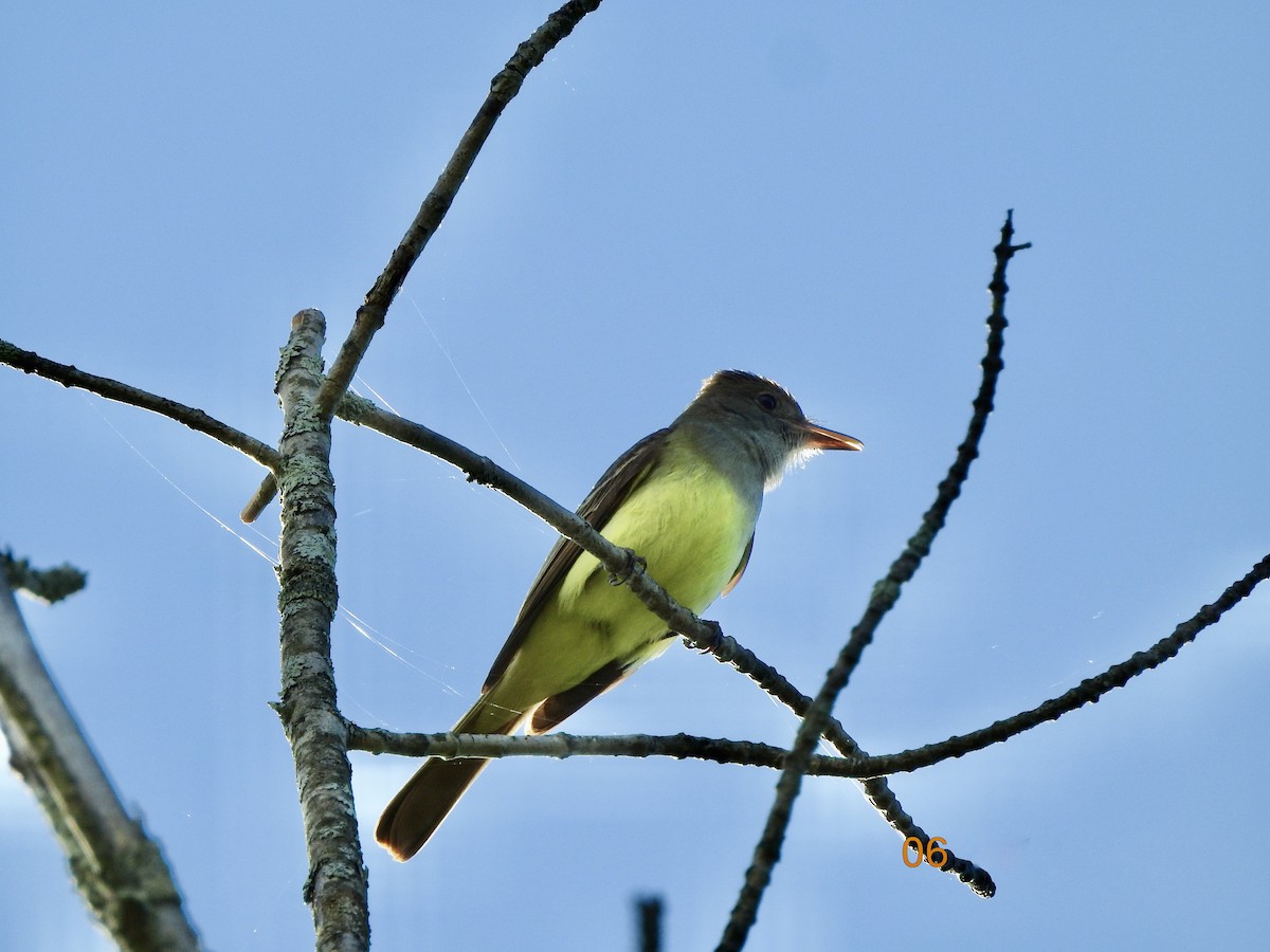 Great Crested Flycatcher - ML349572041