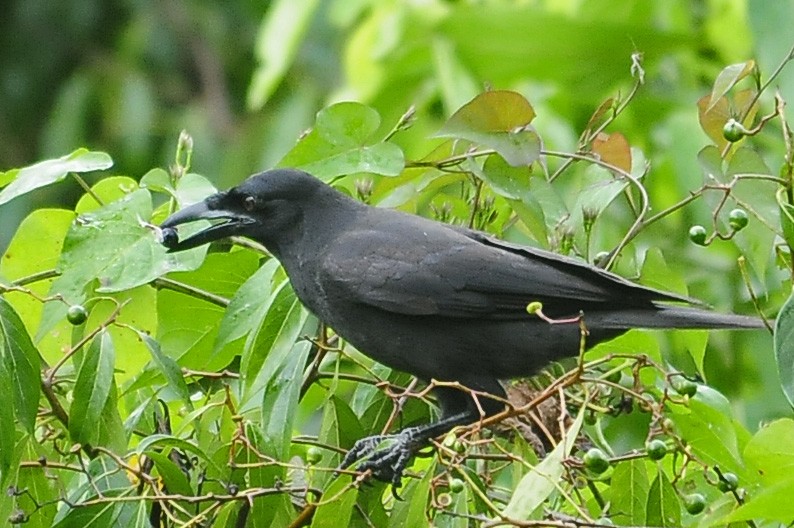 Jamaican Crow - ML34957401