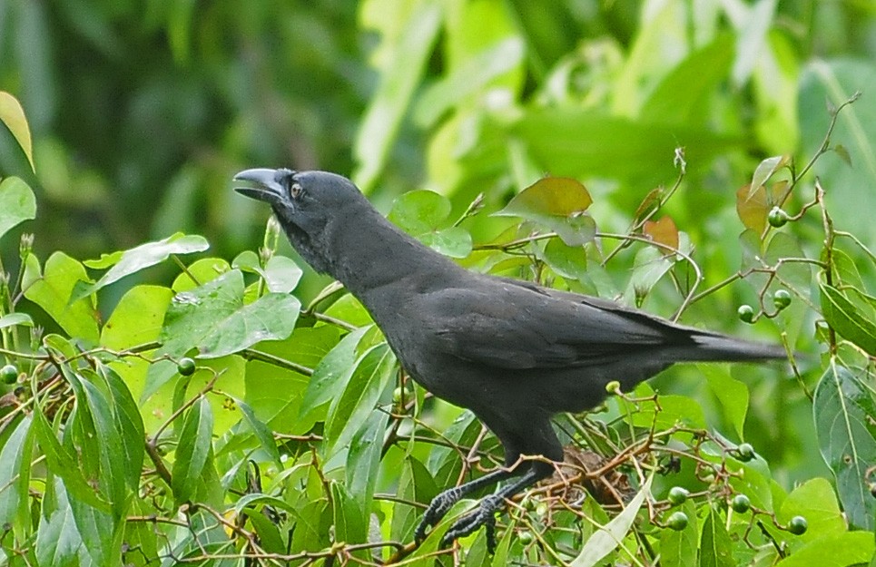 Jamaican Crow - ML34957431
