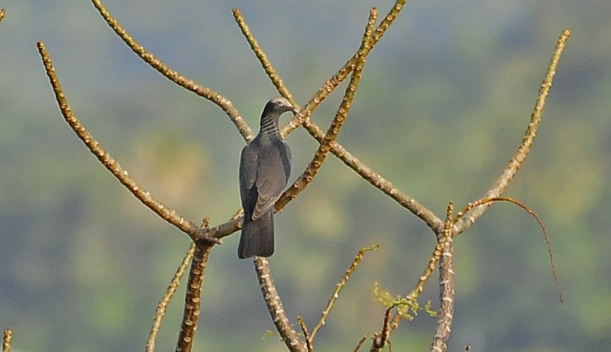 White-crowned Pigeon - ML34957461