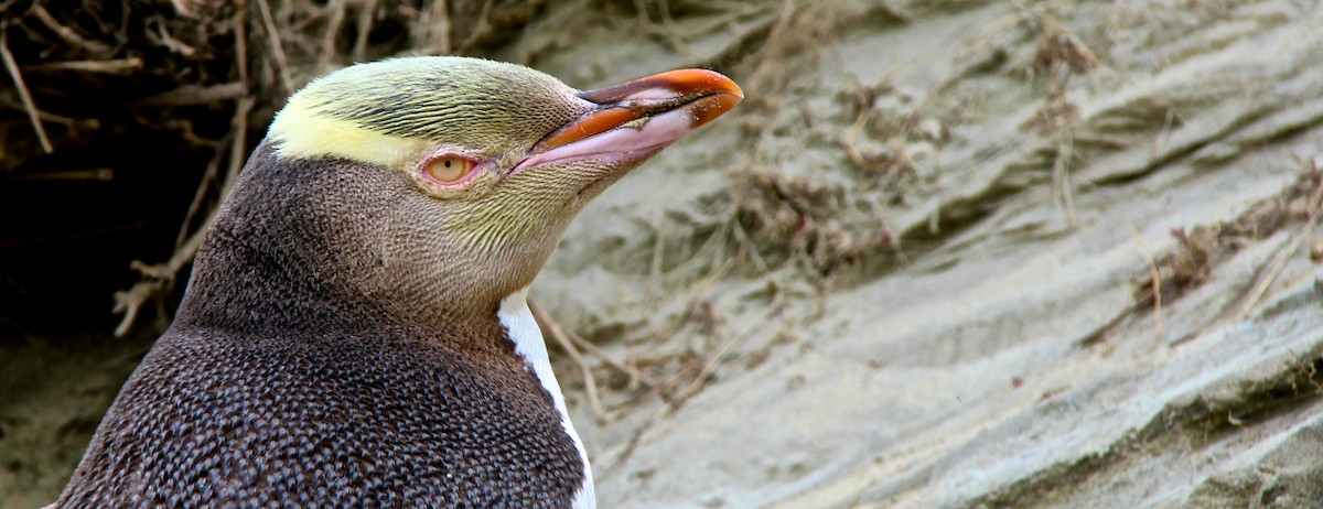 Yellow-eyed Penguin - Anonymous
