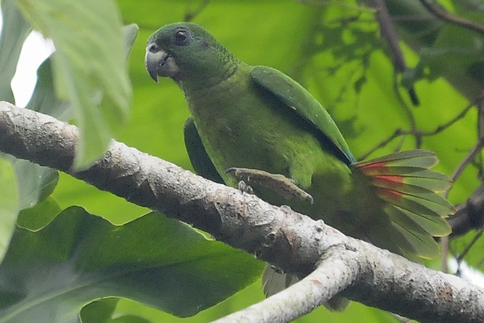 Amazona Jamaicana Piquioscura - ML34957751
