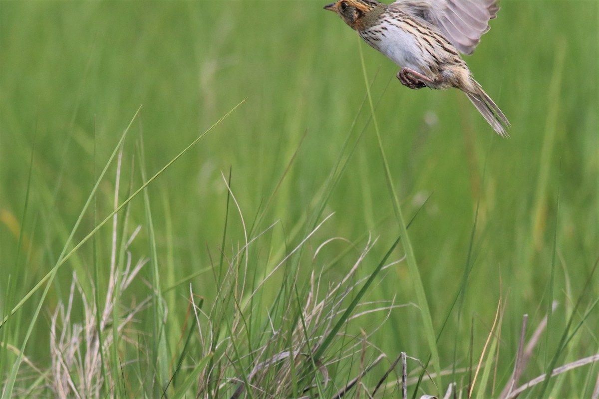 New York Breeding Bird Atlas Checklist - 6 Jun 2021 - Pearsall's ...