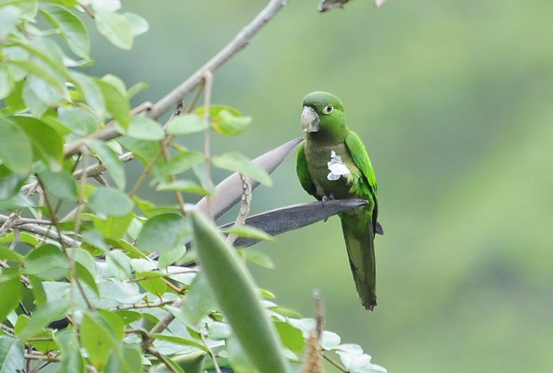 Olive-throated Parakeet - Kurt Hennige