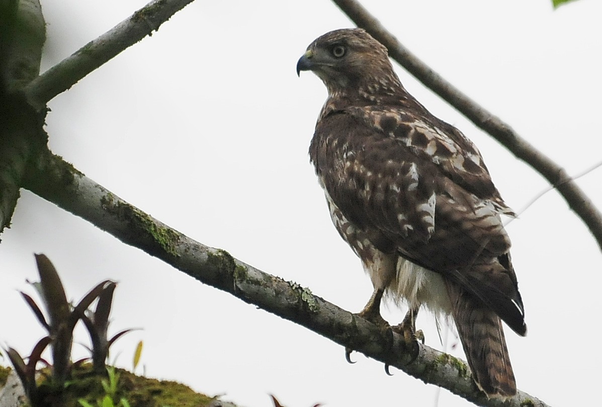 Red-tailed Hawk - ML34957951