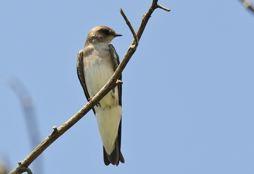 Northern Rough-winged Swallow - Kurt Hennige