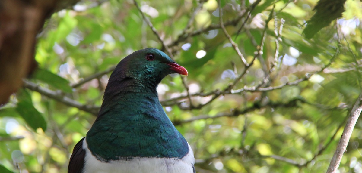 New Zealand Pigeon - ML34958191