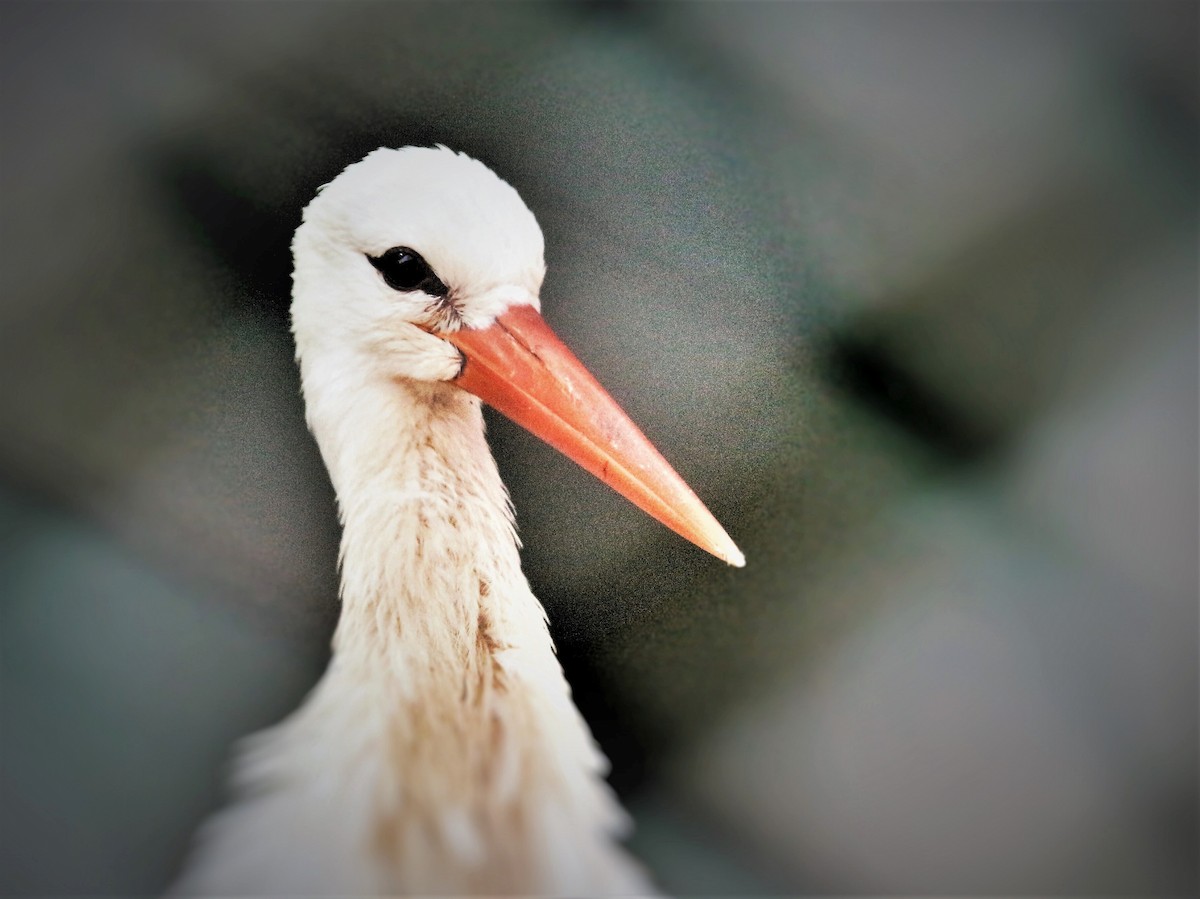 White Stork - Bedirhan Küpeli