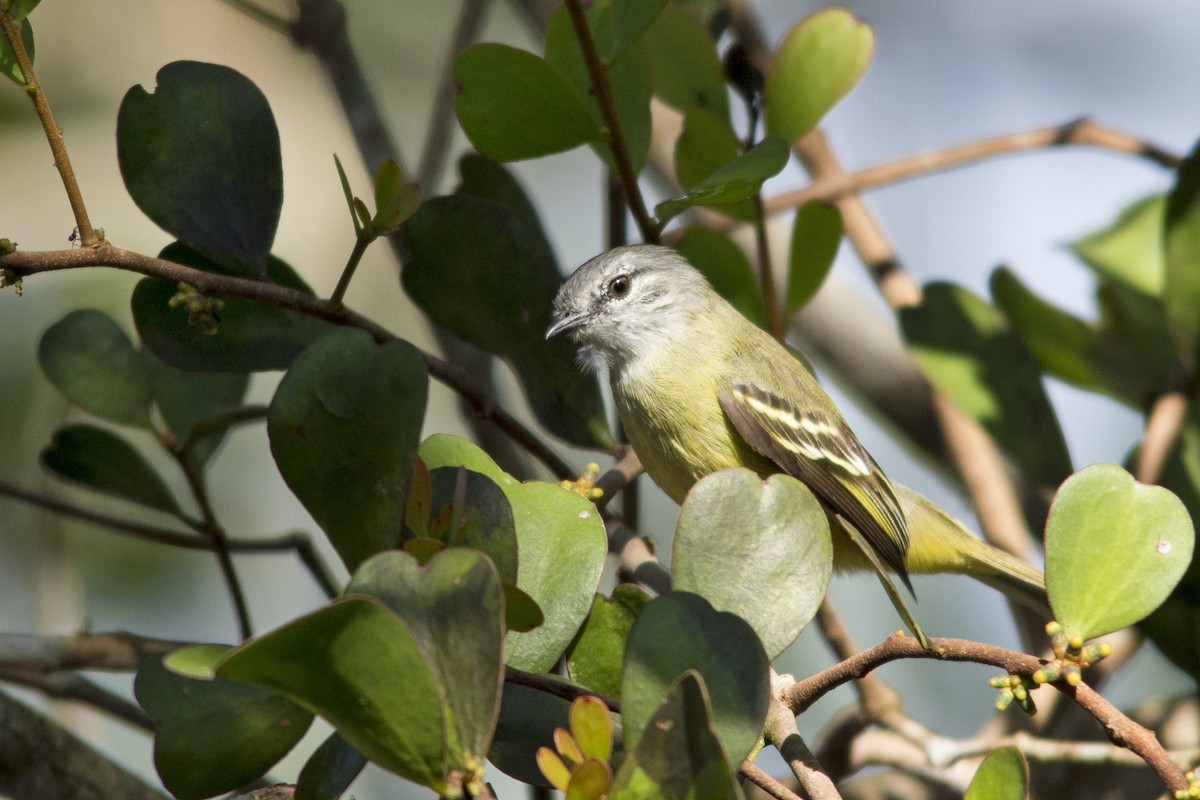 Yellow-crowned Tyrannulet - ML349586201