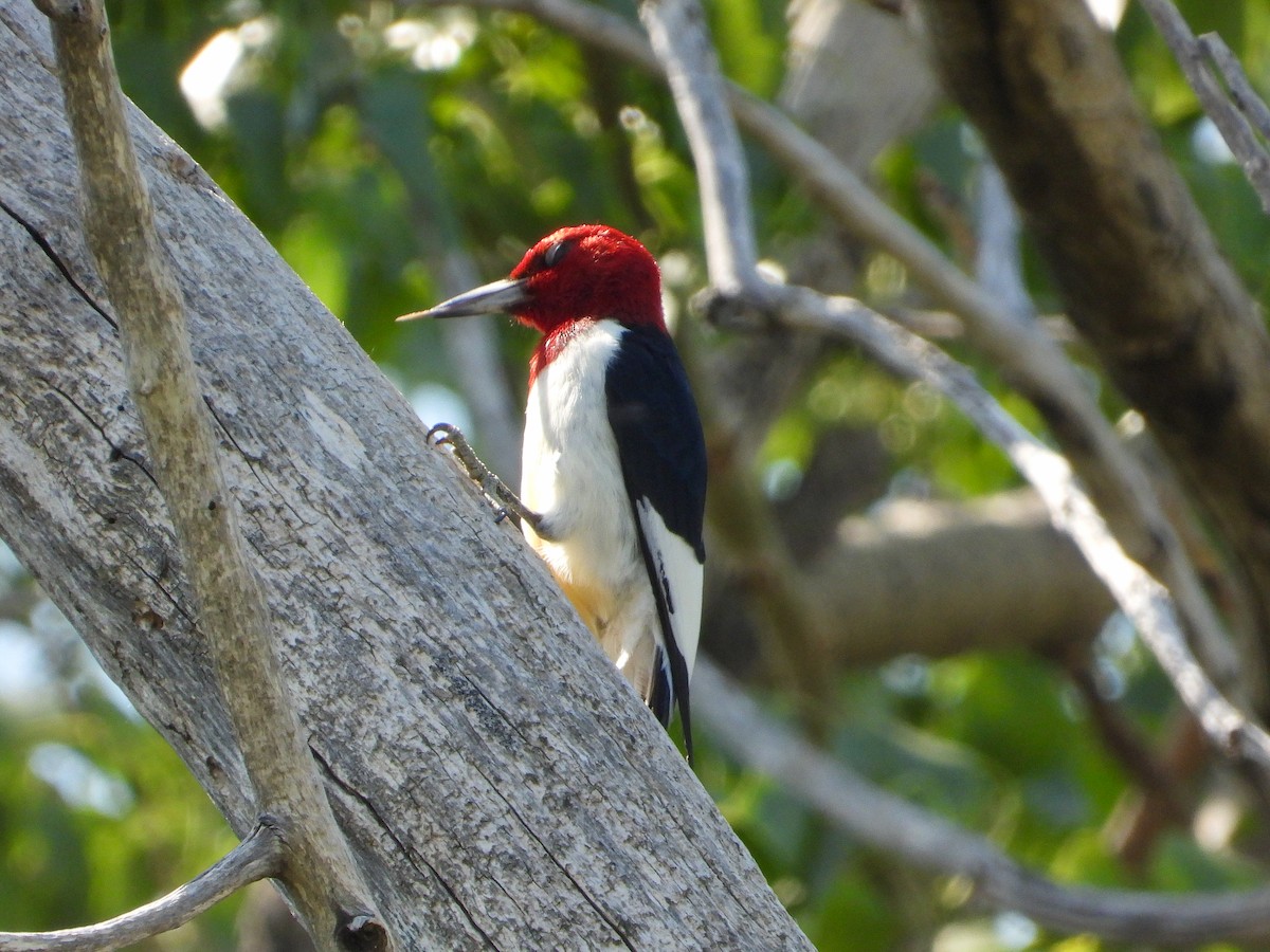 Red-headed Woodpecker - James Maley