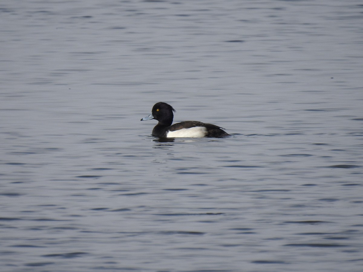 Tufted Duck - ML349588701