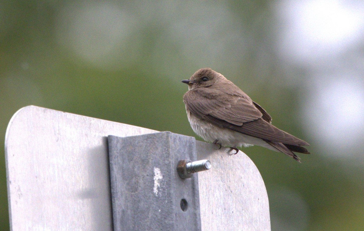Northern Rough-winged Swallow - ML349589651