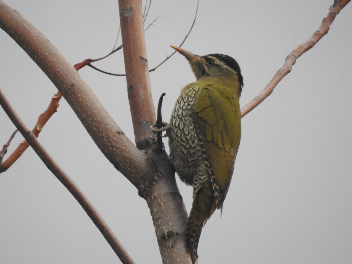Scaly-bellied Woodpecker - ML349592441