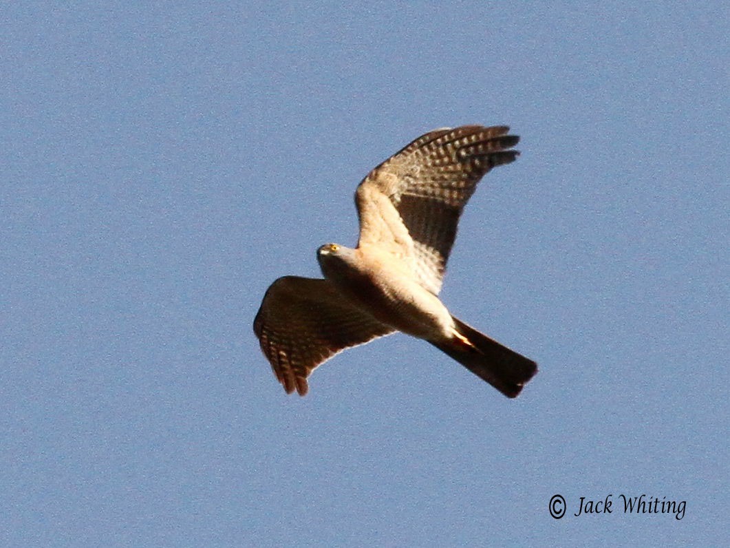 Collared Sparrowhawk - Jack Whiting