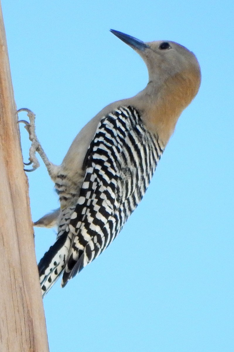 Gila Woodpecker - ML349608411