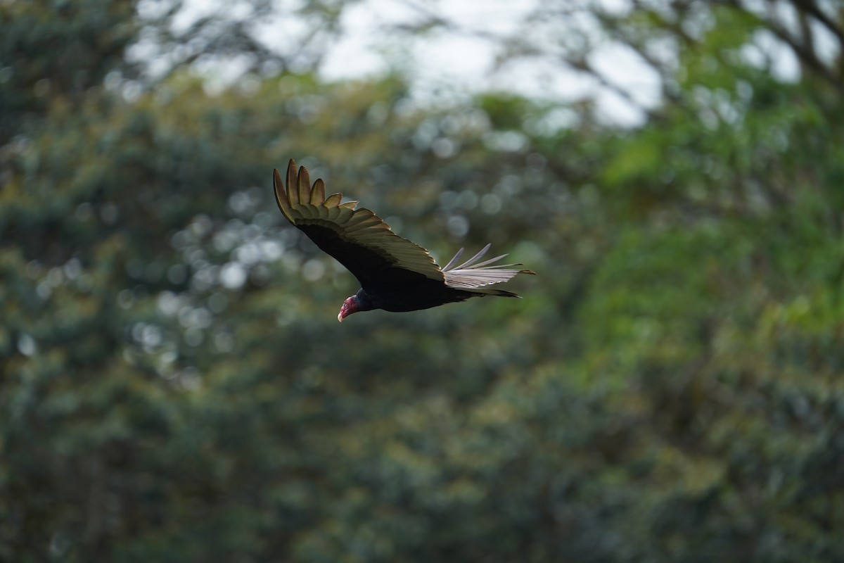 Turkey Vulture - Ken Wright