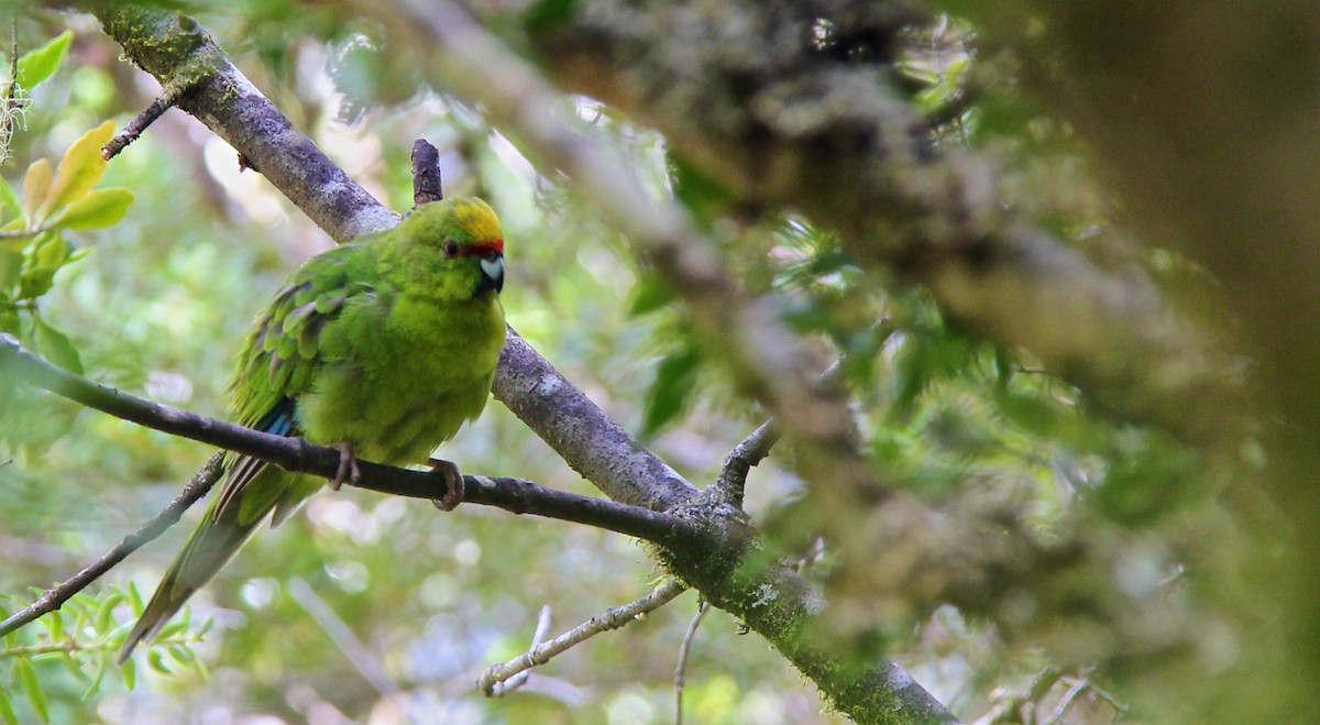 Yellow-crowned Parakeet - Anonymous