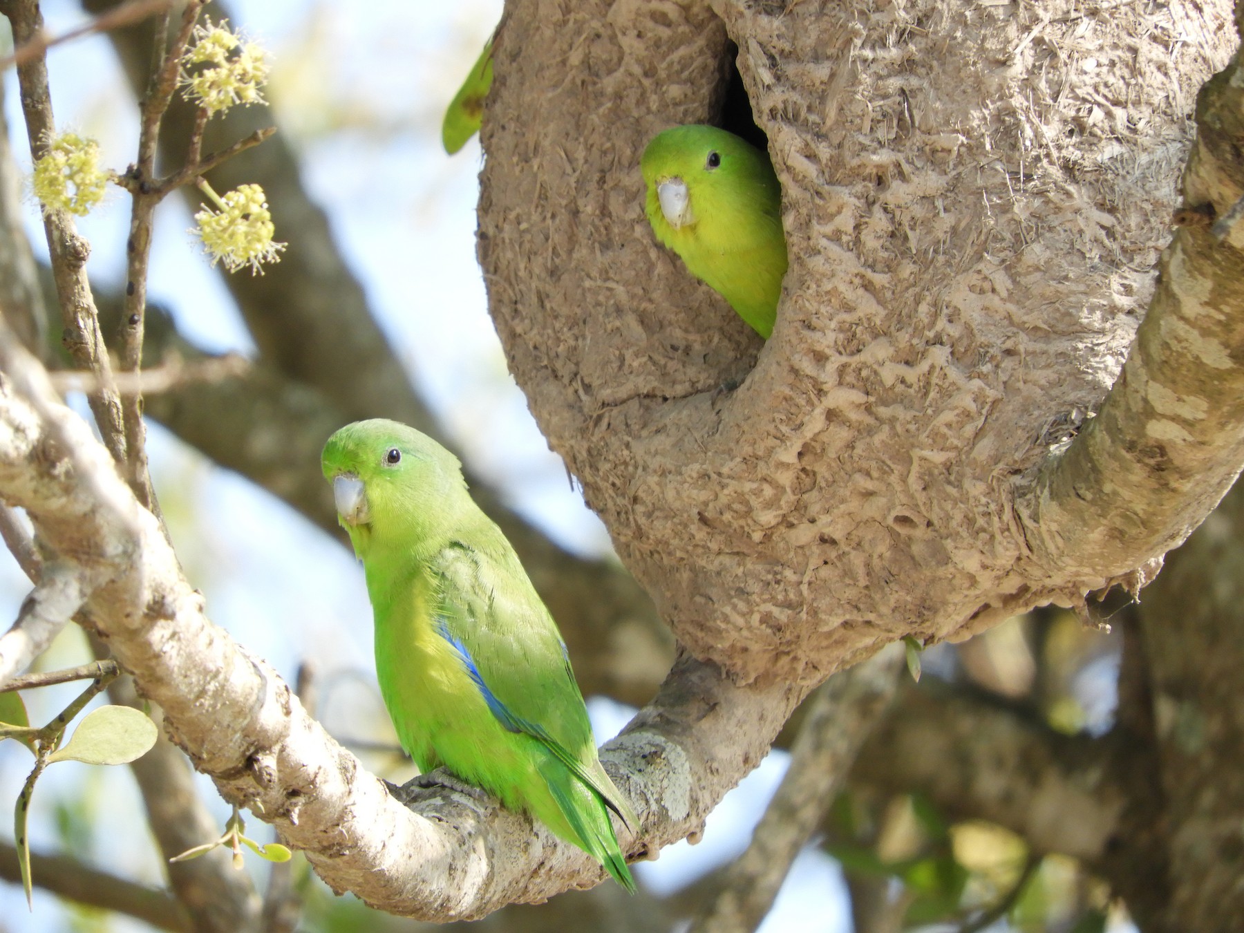 Cobalt-rumped Parrotlet - eBird