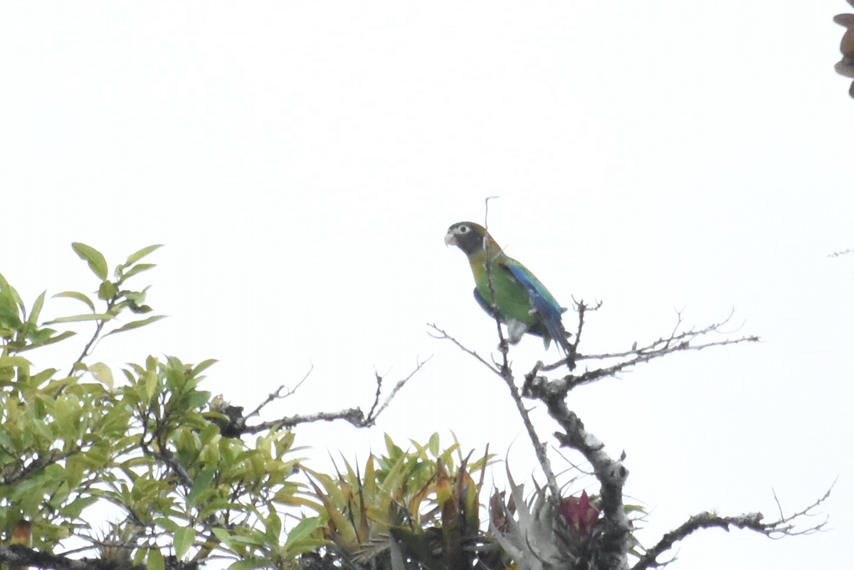Brown-hooded Parrot - Adolfo Castro