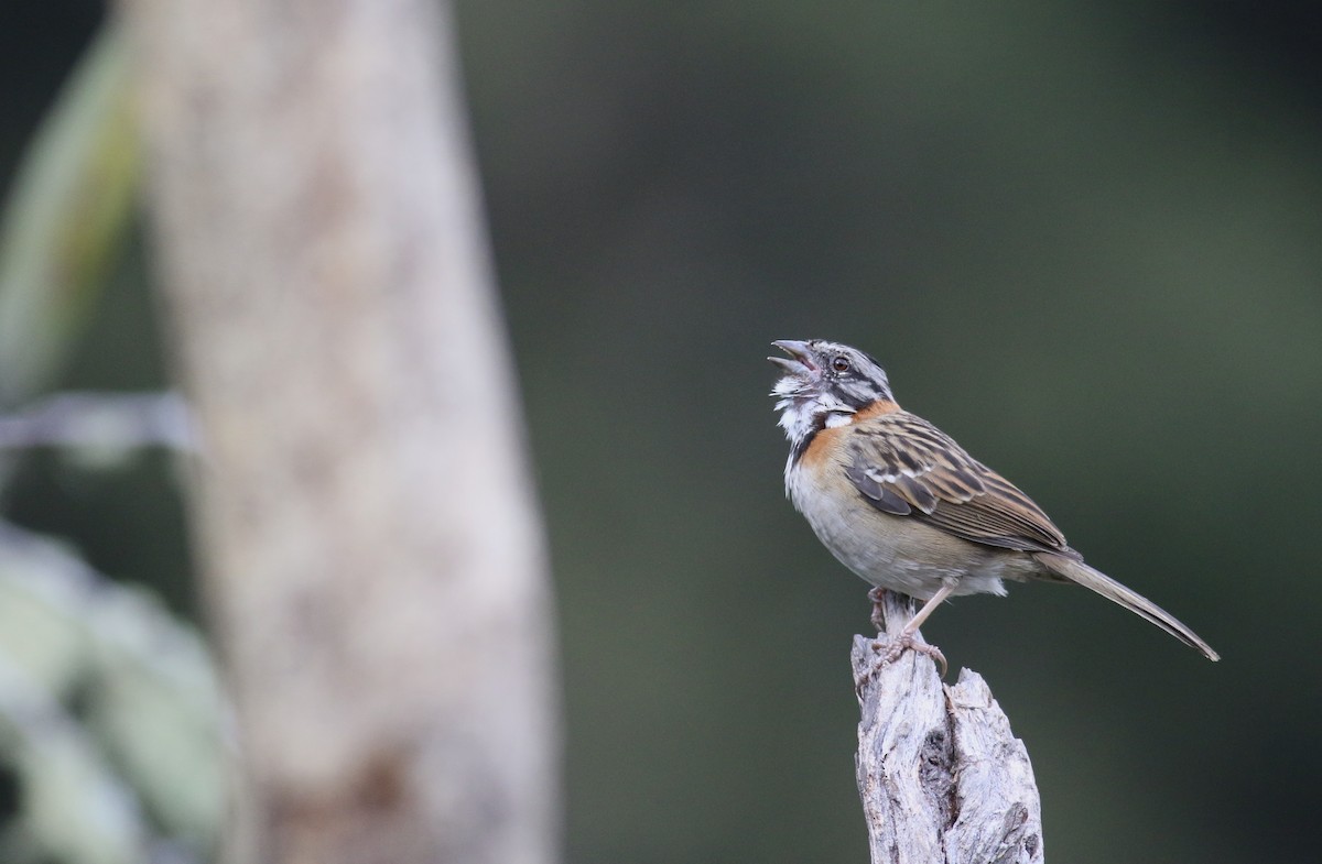 Rufous-collared Sparrow - Theo Staengl