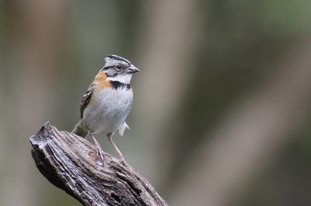 Rufous-collared Sparrow - ML349621511