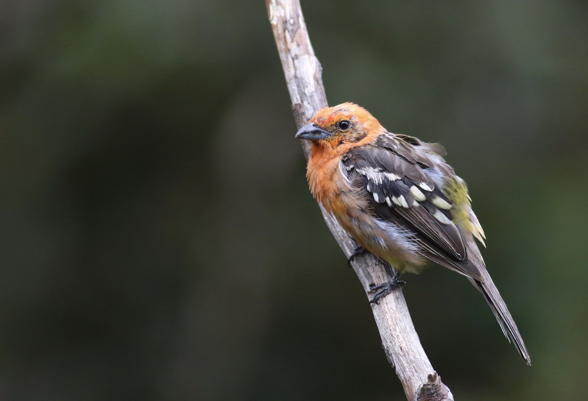 Flame-colored Tanager - Theo Staengl