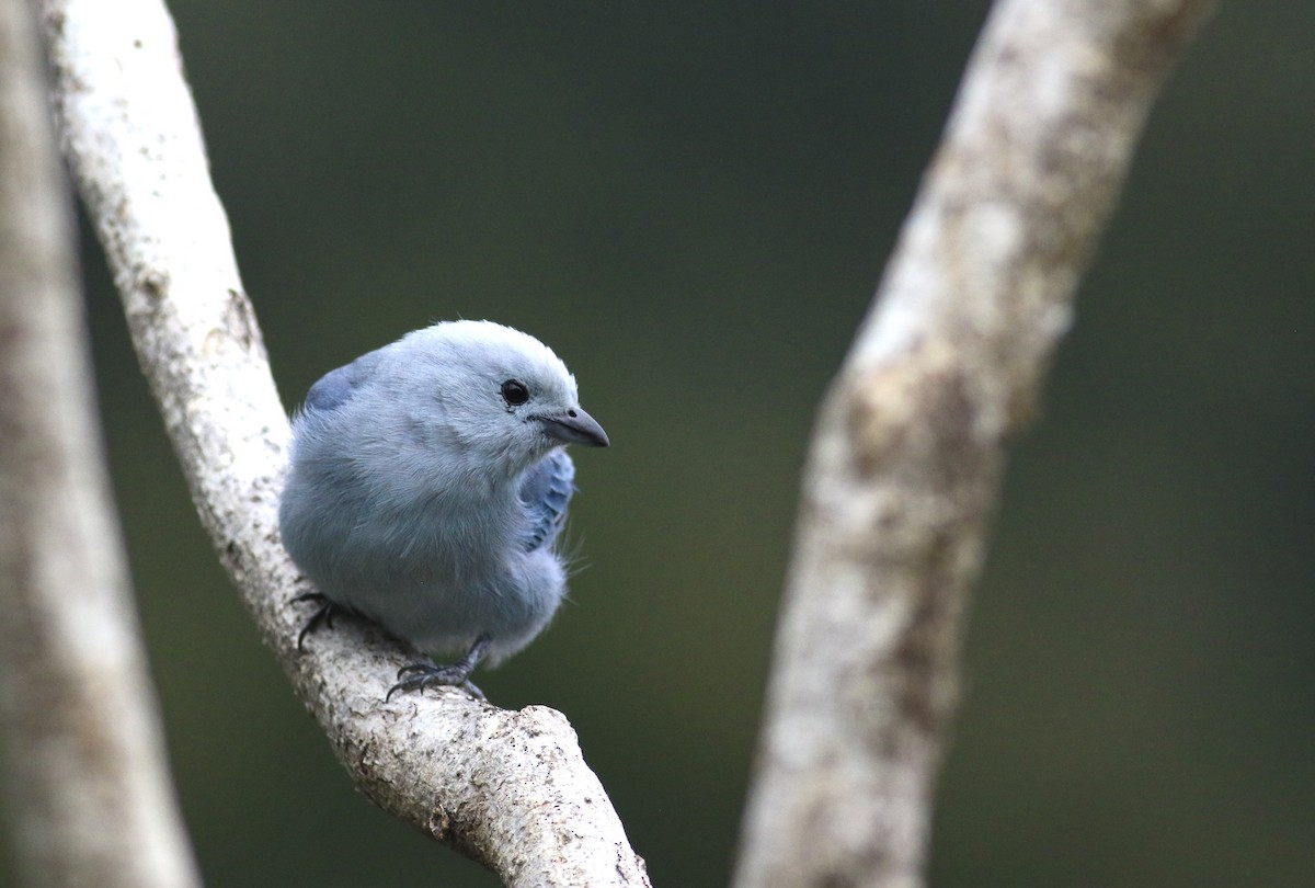 Blue-gray Tanager - Theo Staengl