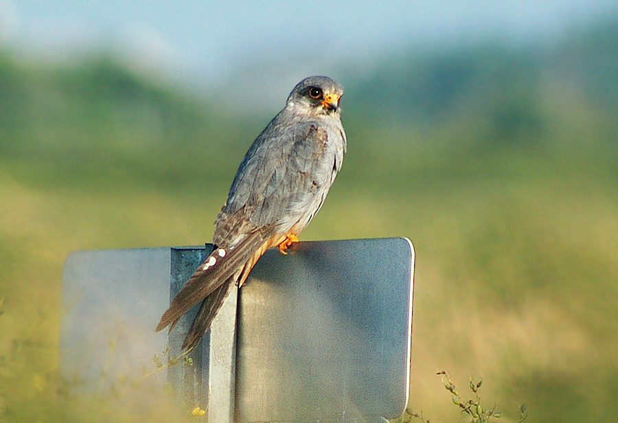 Red-footed Falcon - ML34962271