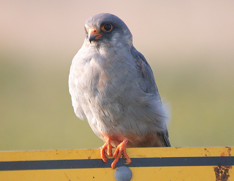 Red-footed Falcon - ML34962281