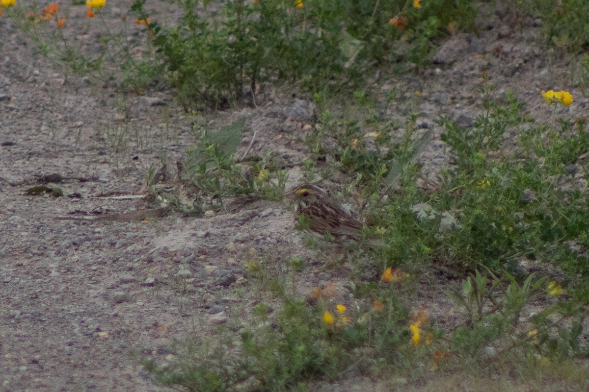 Savannah Sparrow (Savannah) - ML349626881