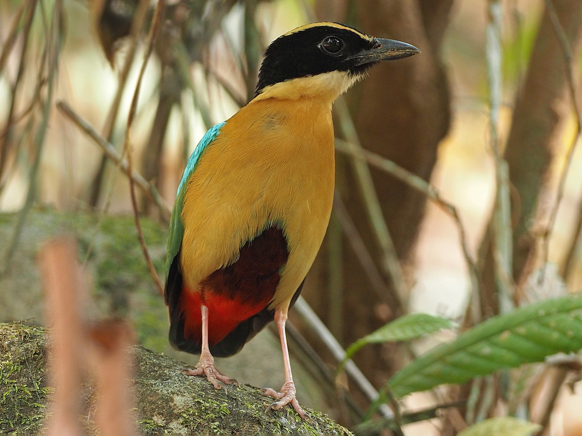 Elegant Pitta Pitta elegans Birds of the World 