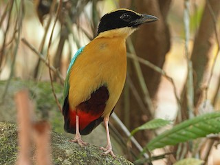 Elegant Pitta Pitta elegans Birds of the World 