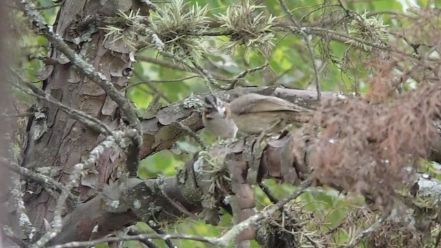 Rufous-collared Sparrow - ML349627801