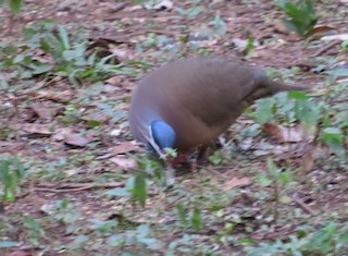 Blue-headed Quail-Dove, ML349627971