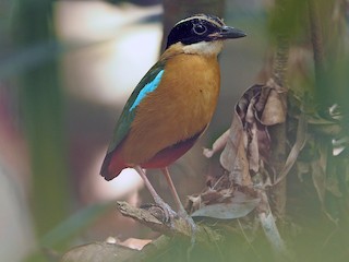  - Banda Sea Pitta