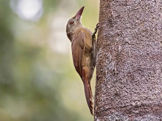  - Uniform Woodcreeper (Brigida's)