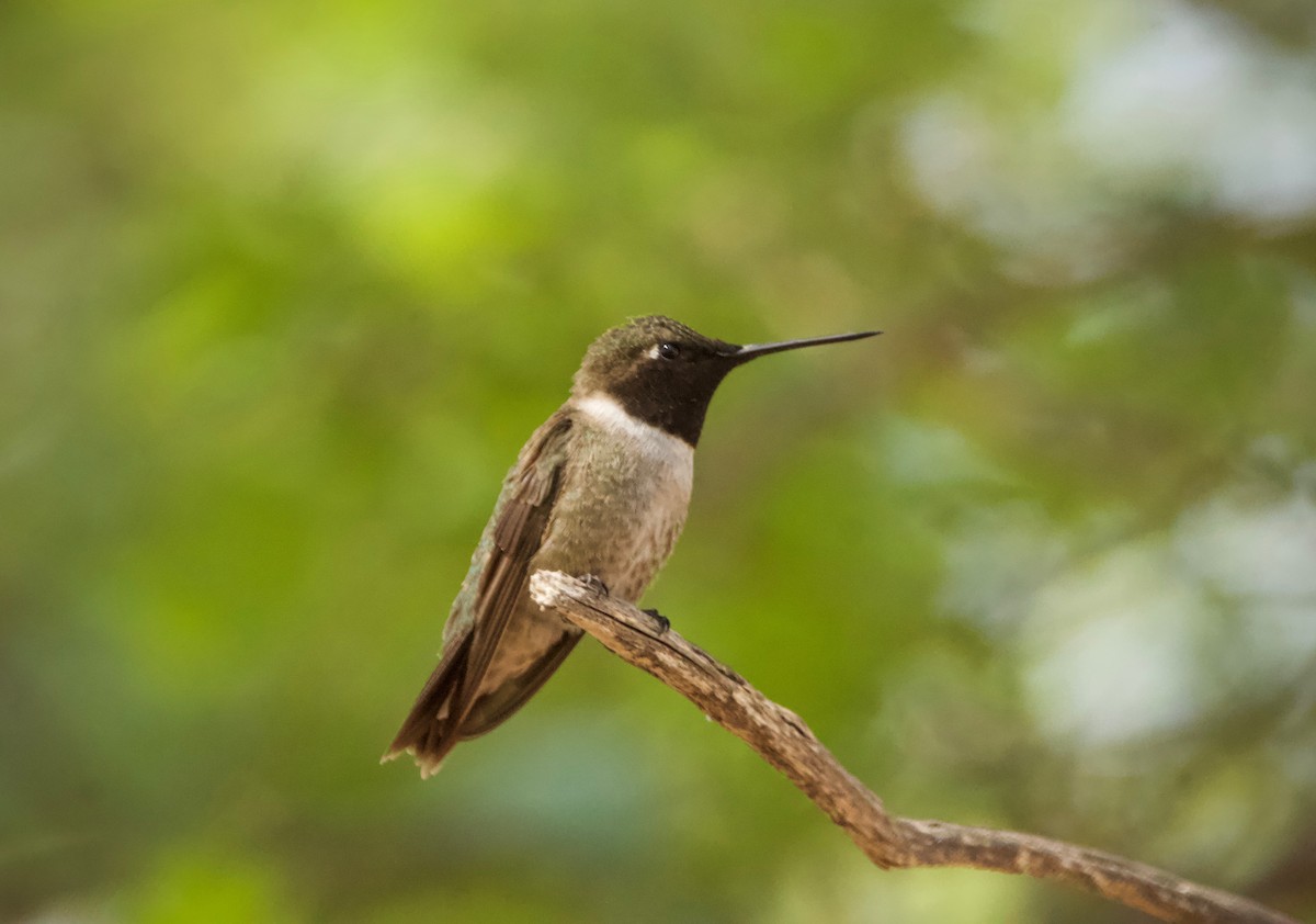 Black-chinned Hummingbird - Kim Score