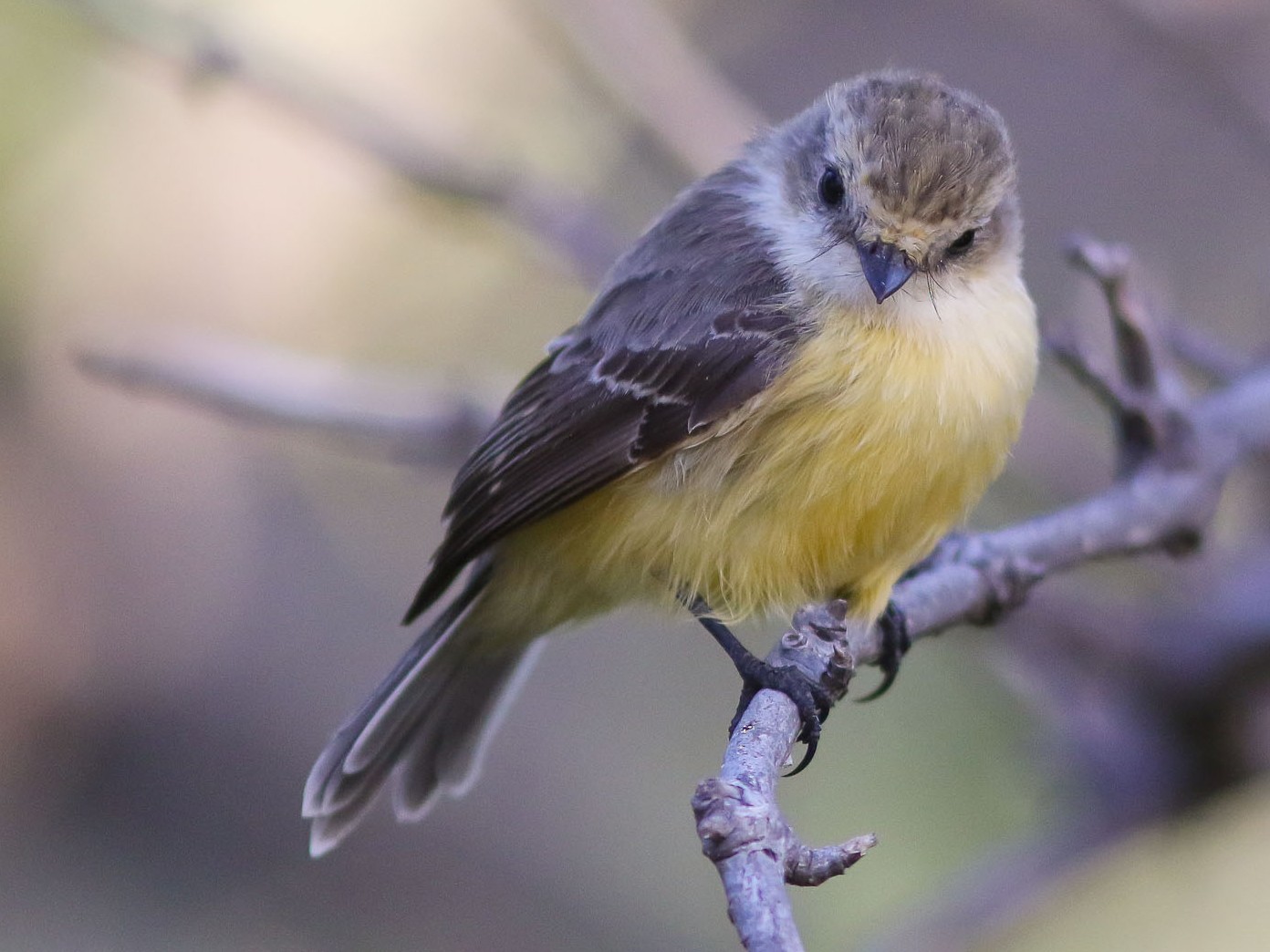 Brujo Flycatcher - eBird