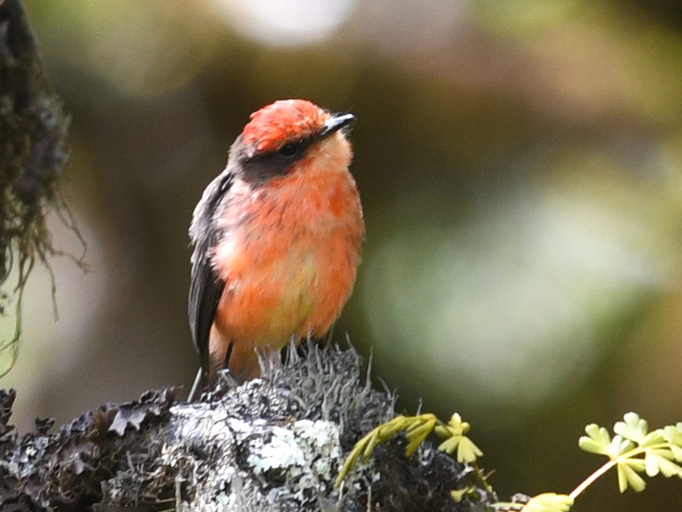 Brujo Flycatcher - eBird